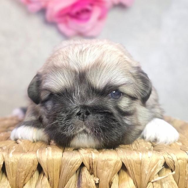 Colton - Pekingese