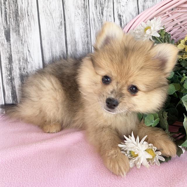 Poppy - Pomeranian