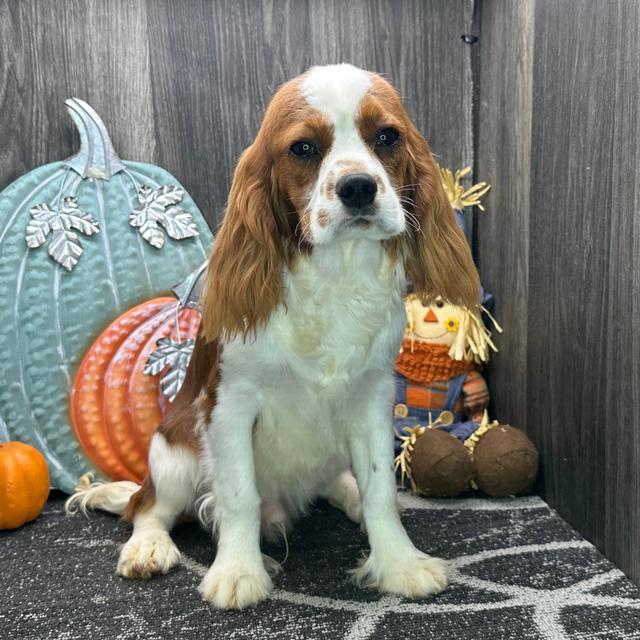 Lorenzo - Cavalier King Charles Spaniel