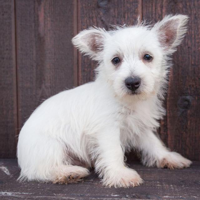 Buttons - West Highland White Terrier