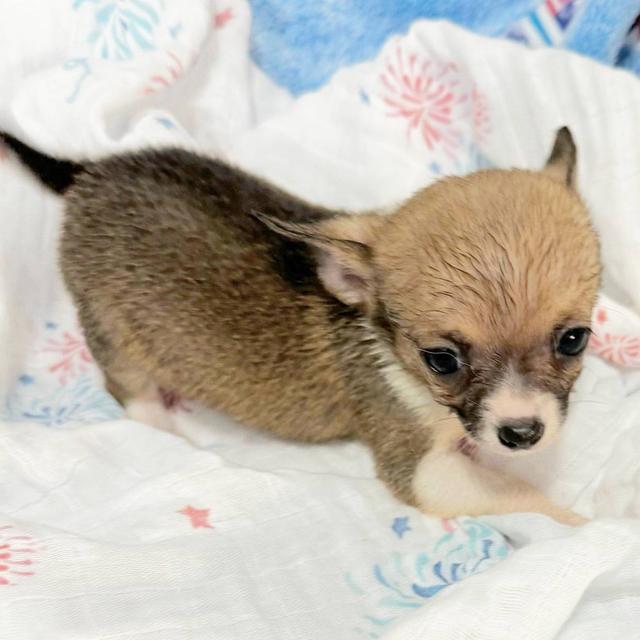 Betsy - Chihuahua