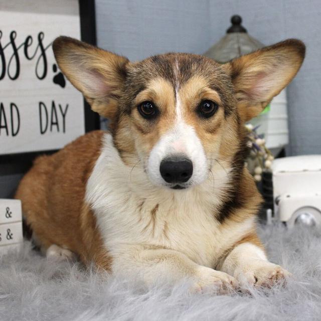 Kendall - Pembroke Welsh Corgi