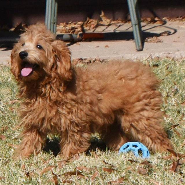 Cory - Cavapoo