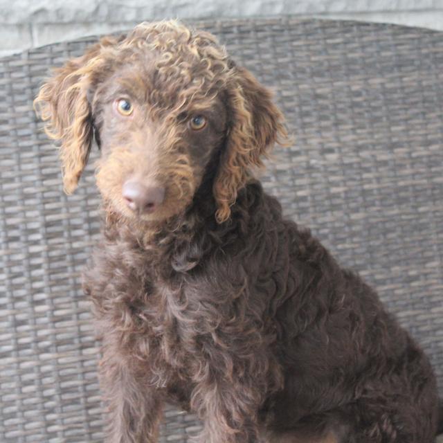 Quinton - Labradoodle