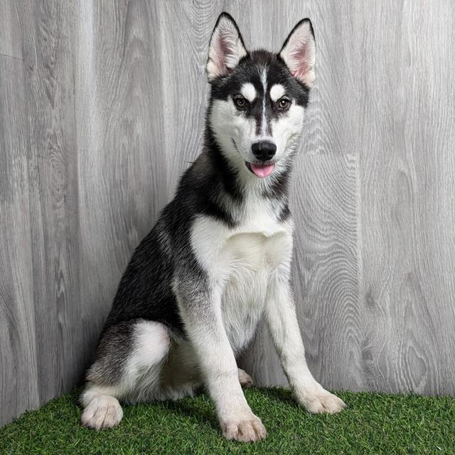 Sutton - Siberian Husky