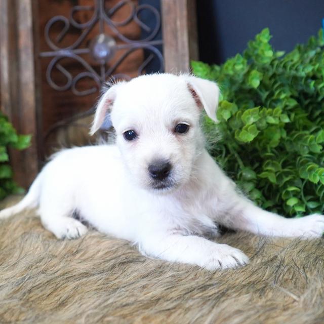 Hayden - West Highland White Terrier