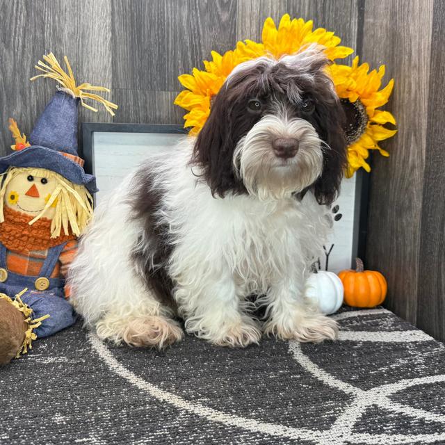 Salom - Havanese