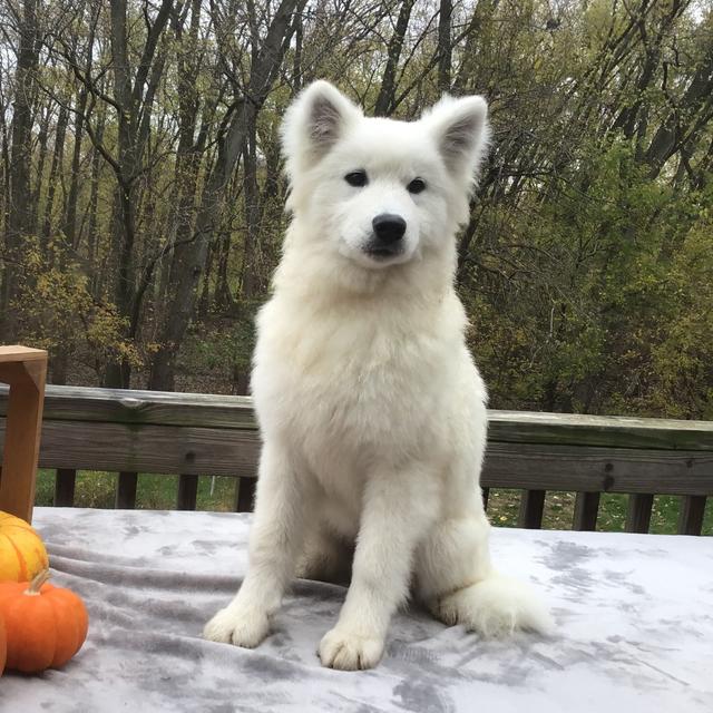 Callie - Samoyed