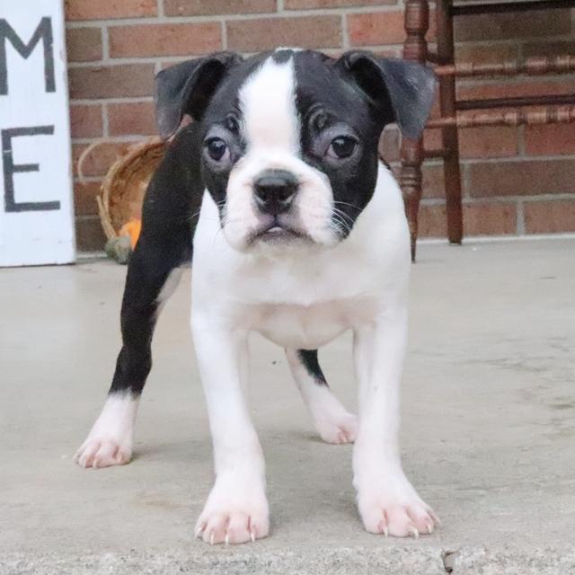 Panda - Boston Terrier