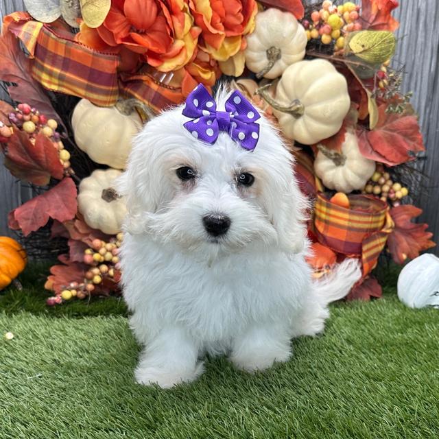 Myla - Coton de Tulear