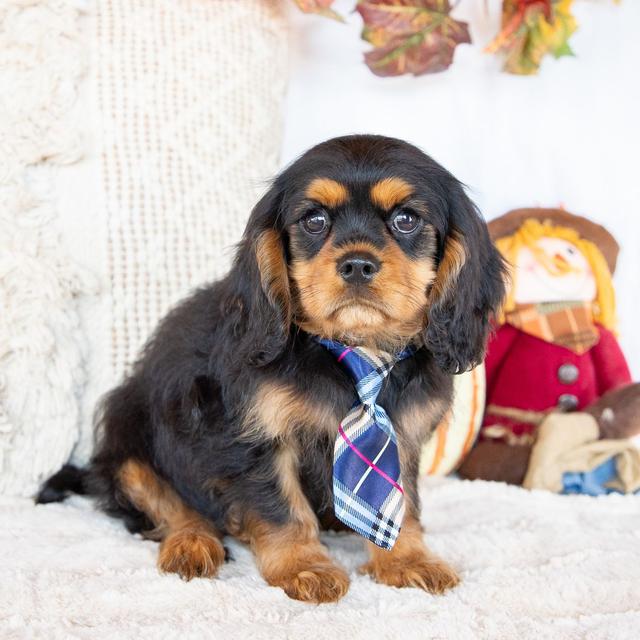 Samson - Cavalier King Charles Spaniel