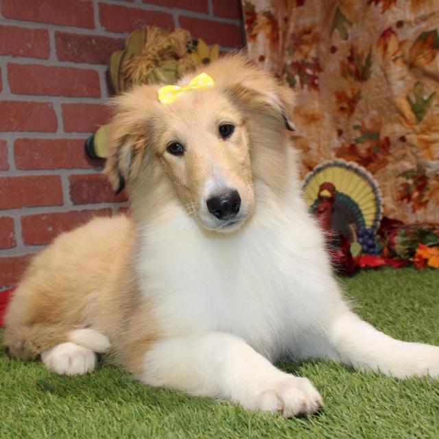 Jasmine - Collie