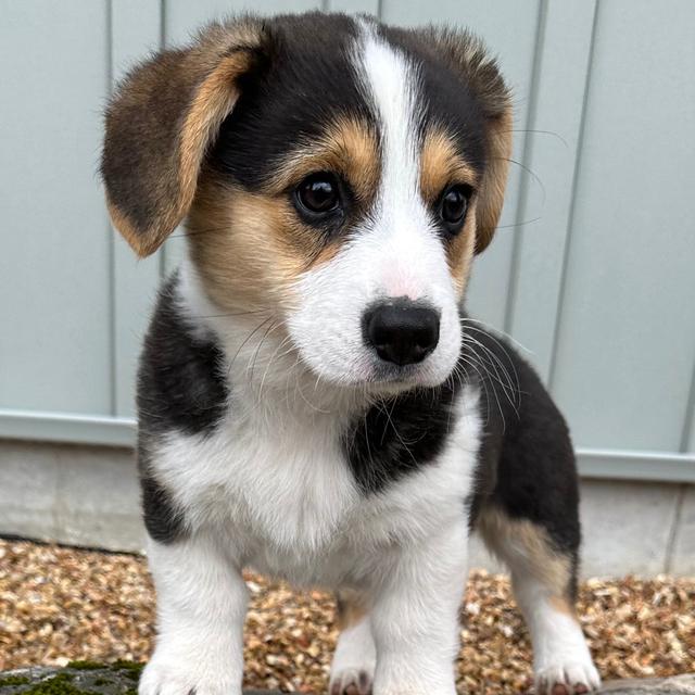 River - Pembroke Welsh Corgi