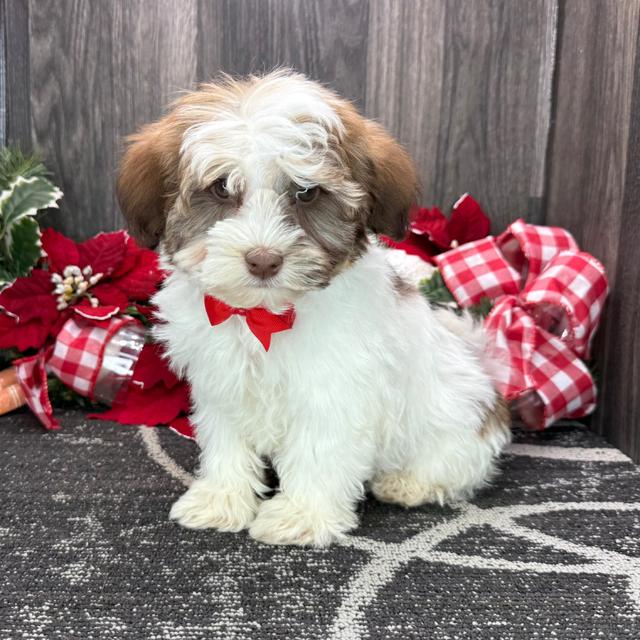 Lucky - Havanese