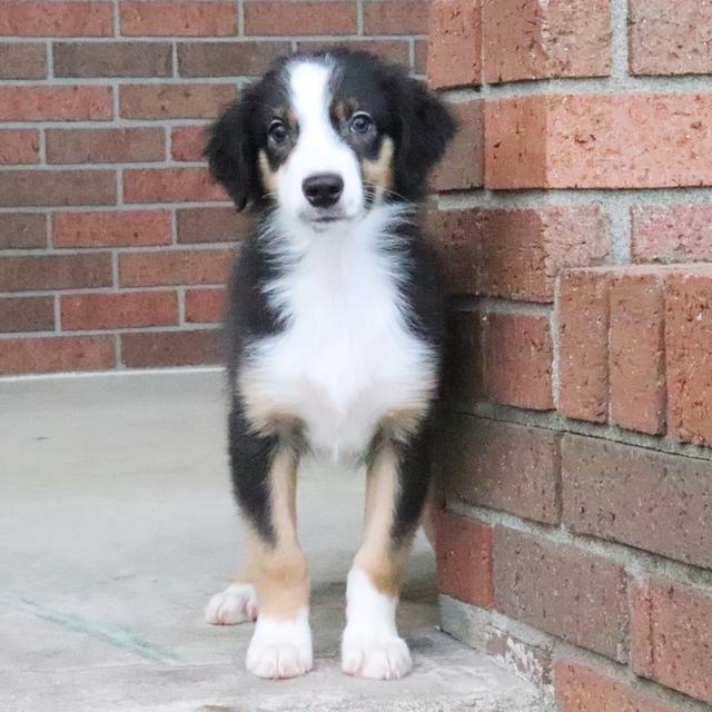 Echo - Australian Shepherd