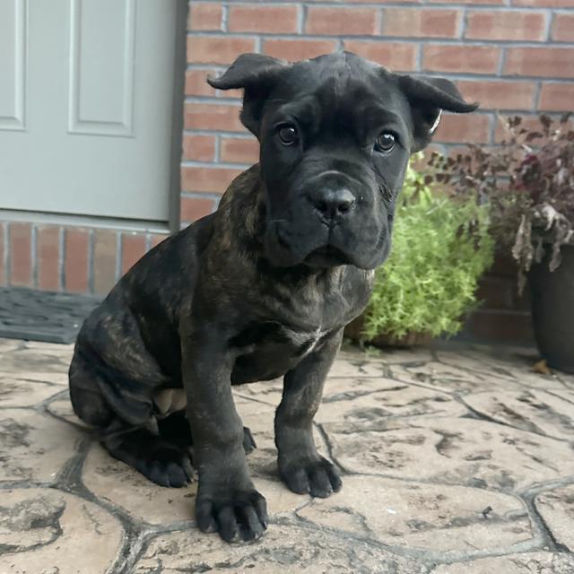 Jessica - Cane Corso