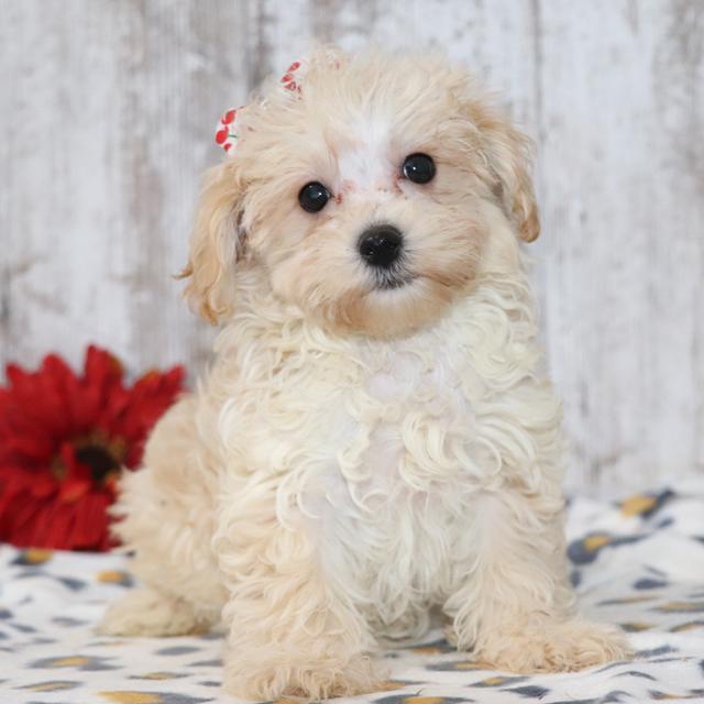 Kendra - Maltipoo