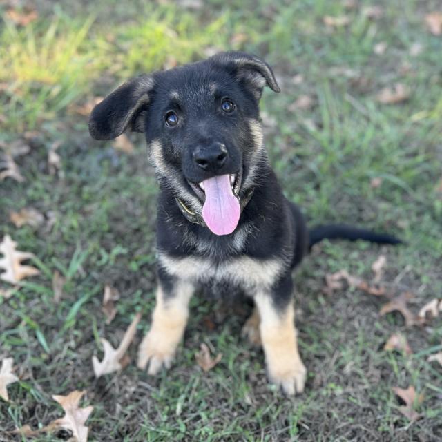 Archie - German Shepherd Dog