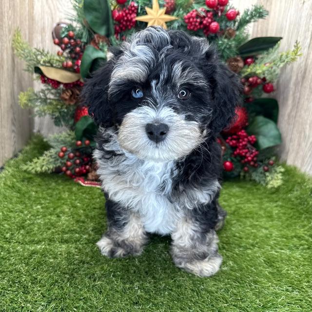 Acor - Aussiedoodle