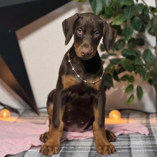 Echo - Doberman Pinscher