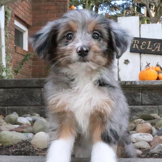 Romeo - Aussiedoodle