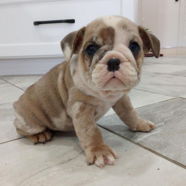 Lacey - Bulldog