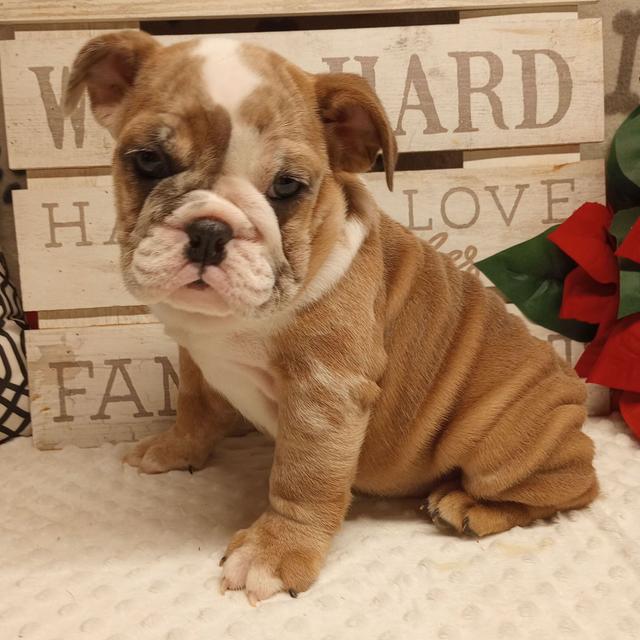 Lacey - Bulldog