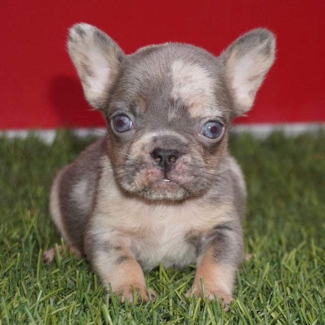 Diego - French Bulldog