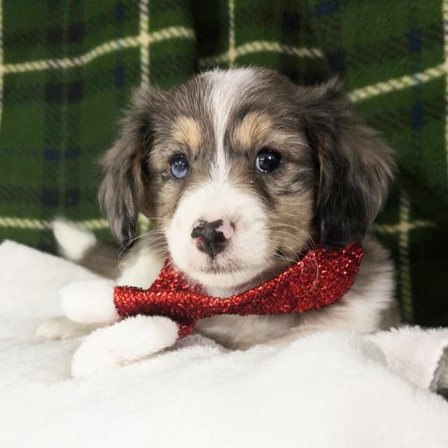 Lacey - Aussiedoodle