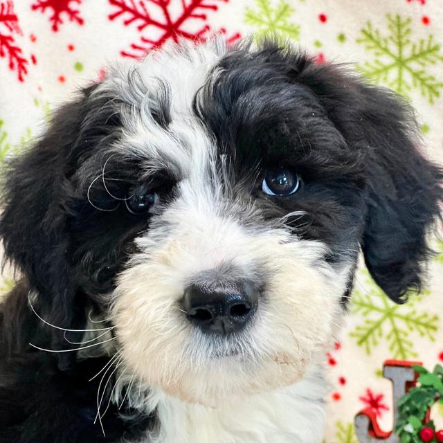 Casey - Sheepadoodle