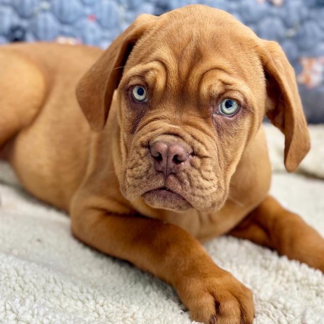 Bailey - Dogue de Bordeaux