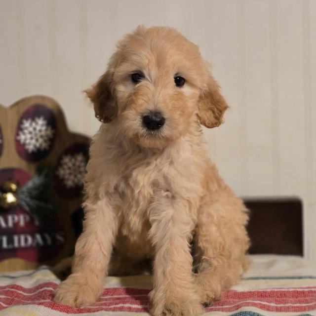 Durban - Goldendoodle