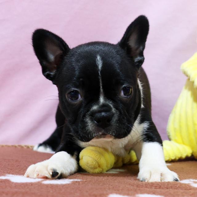 Adrianna - Boston Terrier