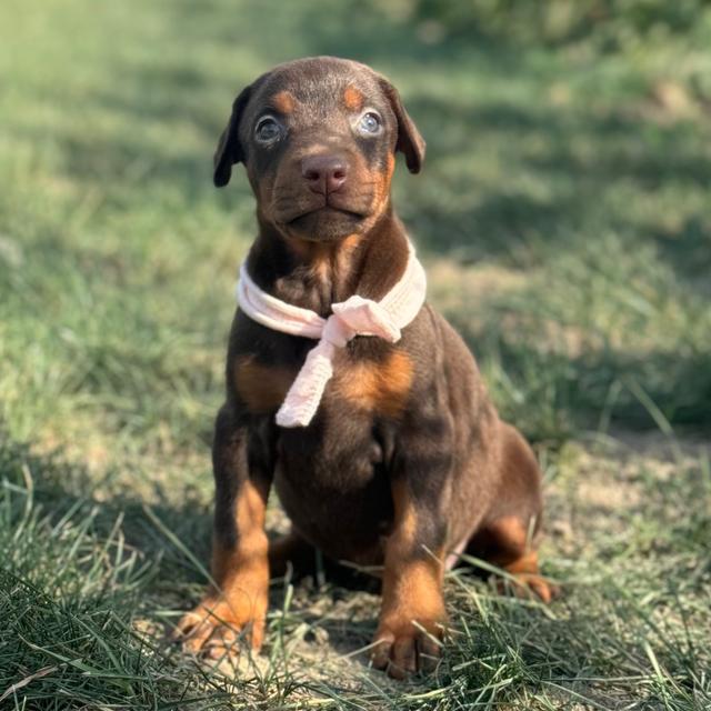 Vixen - Doberman Pinscher