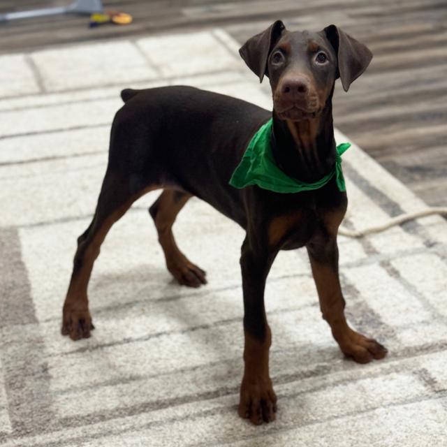 Vixen - Doberman Pinscher