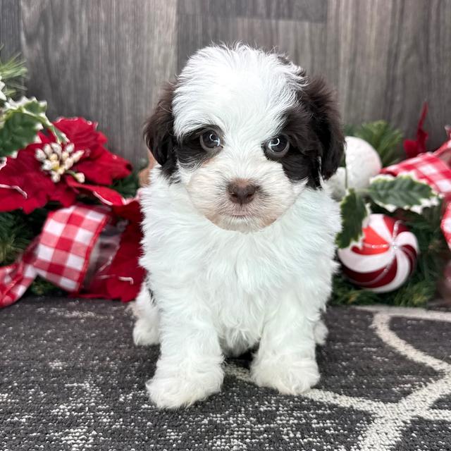 Velvet - Havanese