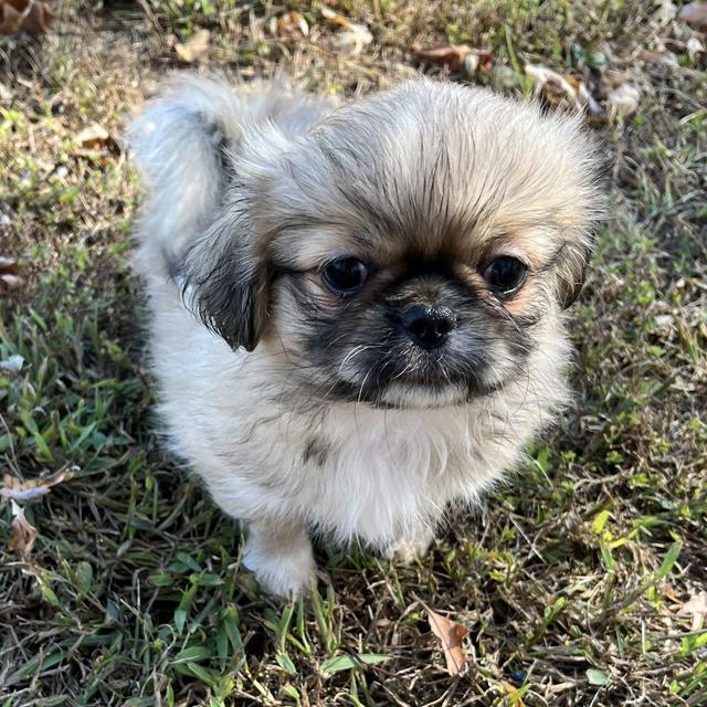 Molly - Pekingese