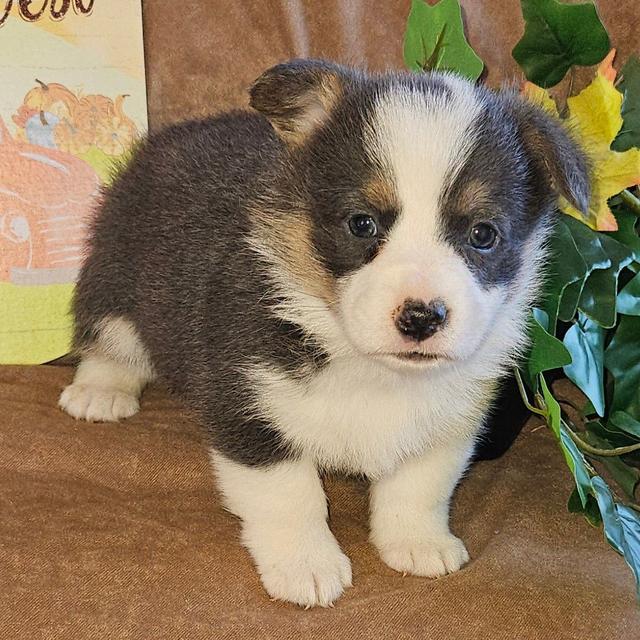 Zara - Pembroke Welsh Corgi