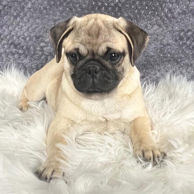 Sheyenne - Pug