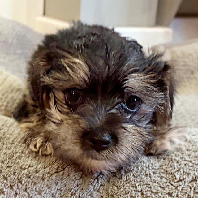 Finn - Morkie