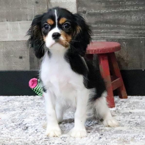 Rio - Cavalier King Charles Spaniel