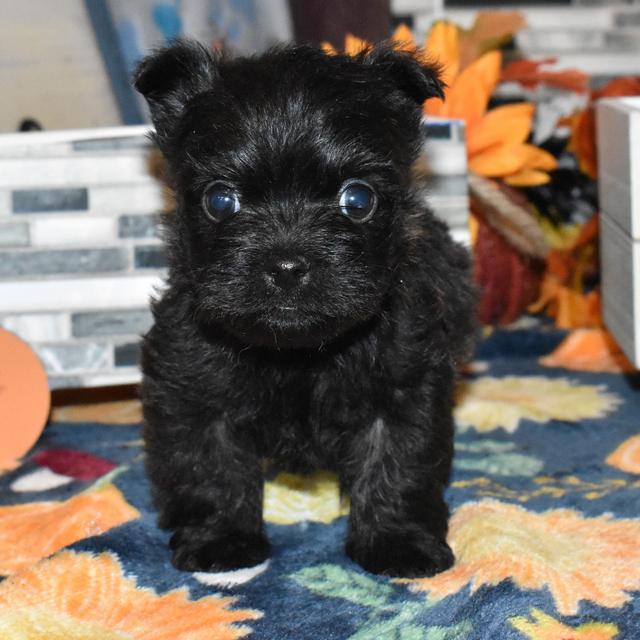 Teven - Cairn Terrier