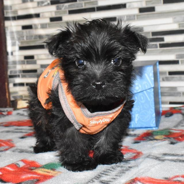 Teven - Cairn Terrier