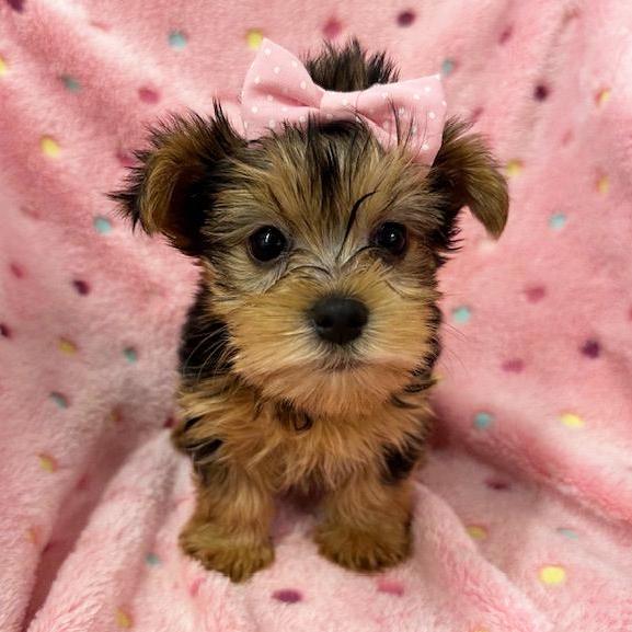 Nutmeg - Yorkshire Terrier