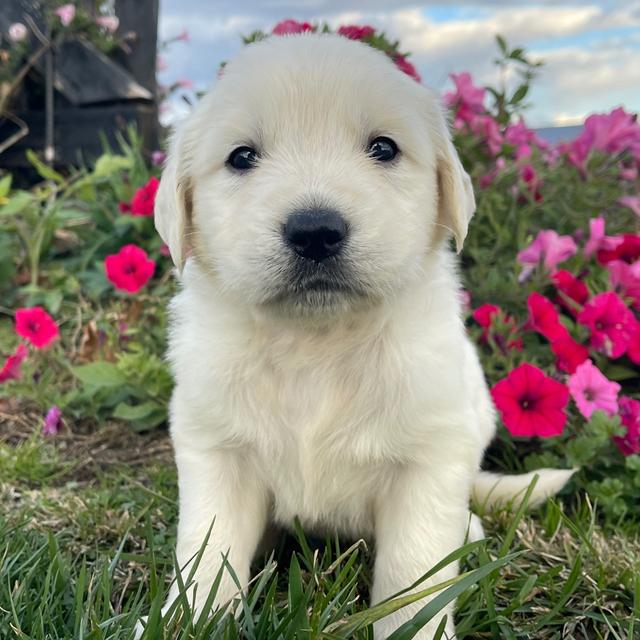 Jordan - Golden Retriever