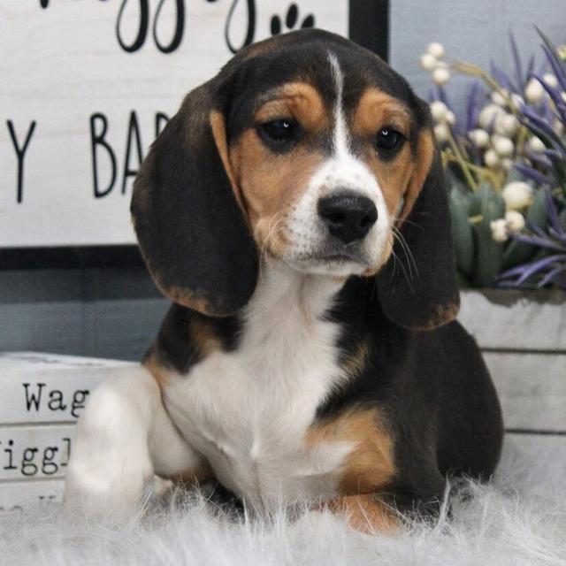 Bowser - Beagle