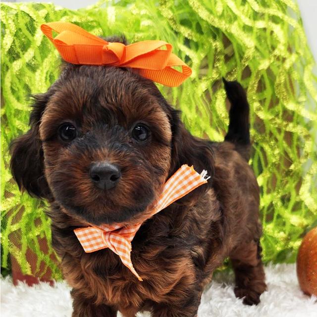 Roxie - Yorkiepoo