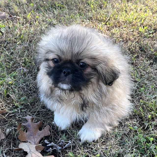 Cissie - Pekingese