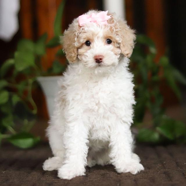 Holly - Bichonpoo