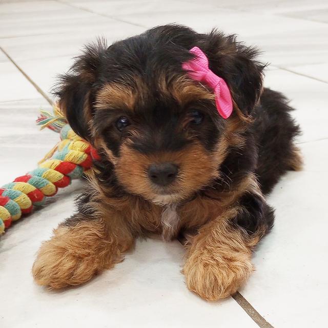 Tina - Yorkiepoo